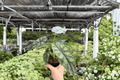 Alocasia Dragon Scale (Alocasia baginda 'Dragon Scale') - 2 Live 4-Inch Pots