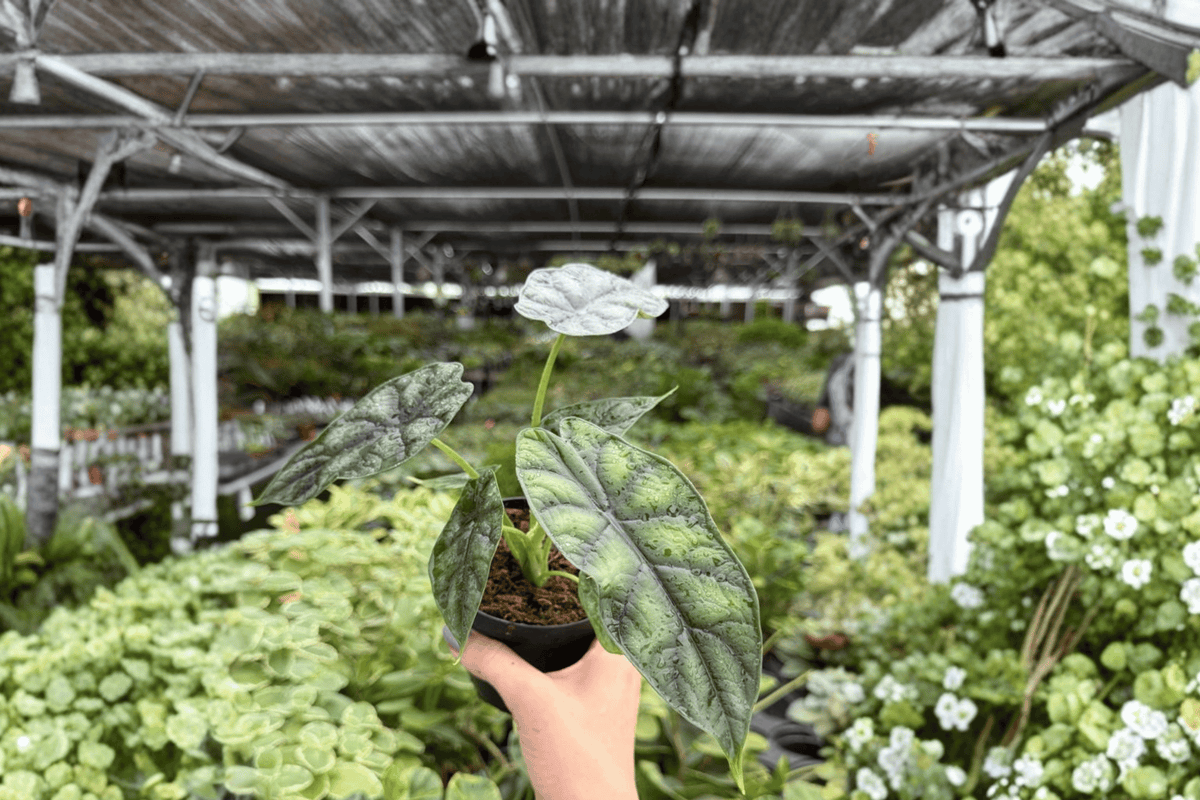 Alocasia Dragon Scale (Alocasia baginda 'Dragon Scale') - 2 Live 4-Inch Pots