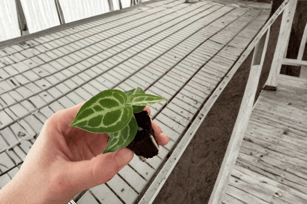 Anthurium Dorayaki × Crystallinum Starter Plants (2) | Bare Root