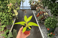 Philodendron Calkins Gold Live Plants – 2 in 4-Inch Pots