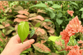 Monstera Deliciosa Bulbasaur Starter Plants (2) – Exact Plants Potted or Bare-Root