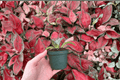 Agave Mr. Ripple Starter Plants (2) – Bare Root, 2-Inch Nursery Size