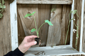 Jack’s Giant Elephant Ear Colocasia gigantea Starter Plants - 2 Live 2-Inch Starter Size (Bare Root with Soil Pod)
