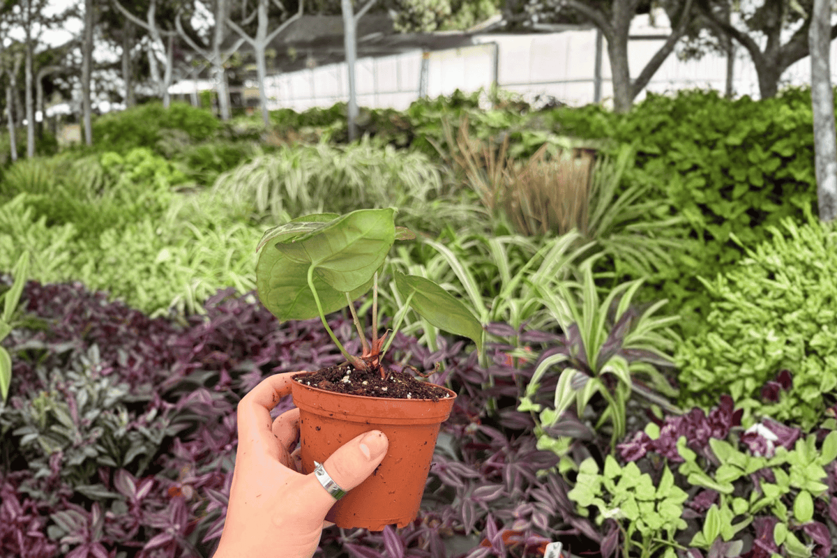Anthurium Hoffmannii x Green Mamba 2 Live Plants - 4-Inch Pots