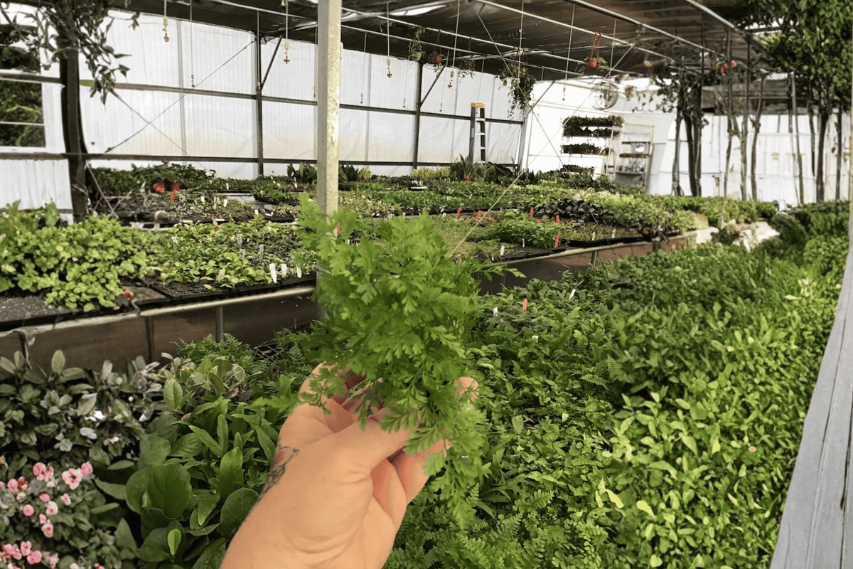 White Rabbit's Foot Fern Starter Plants (2) Bare Root – Davallia fejeensis 'White Rabbit'