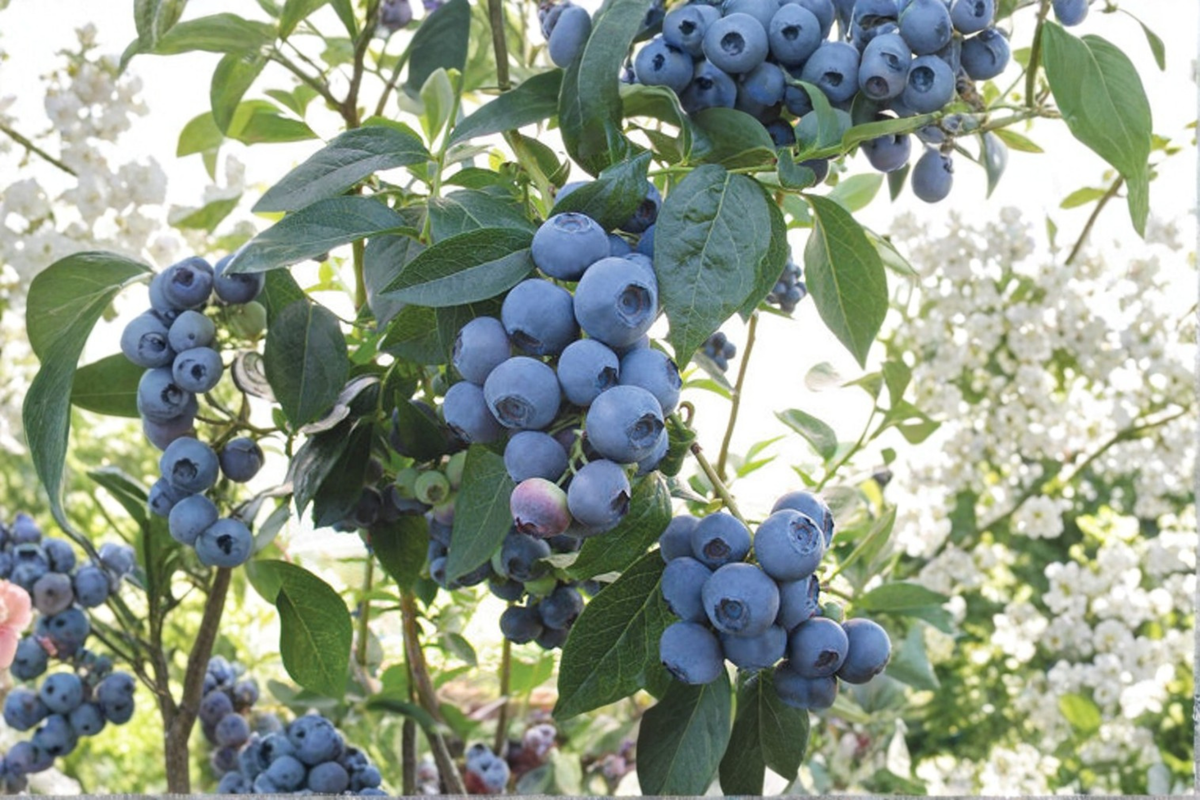 Spartan Blueberry Bush 1 Gal Live Plant Vaccinium corymbosum Spartan - Self-Fertile