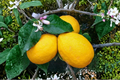 Dwarf Meyer Lemon Seeds - 5 Fresh Citrus Seeds for Indoor Pot or Outdoor Warm Climates