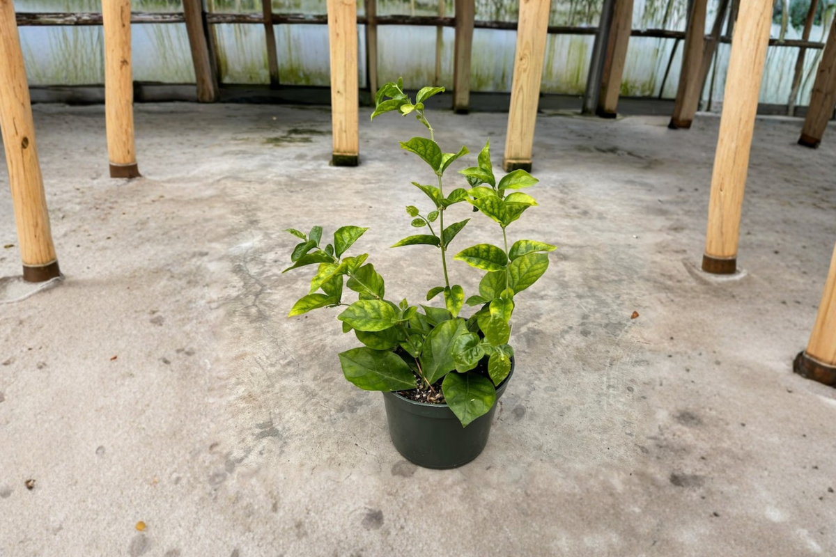 Arabian Sambac Jasmine Live Plant - 6 Inch Potted Starter Plant