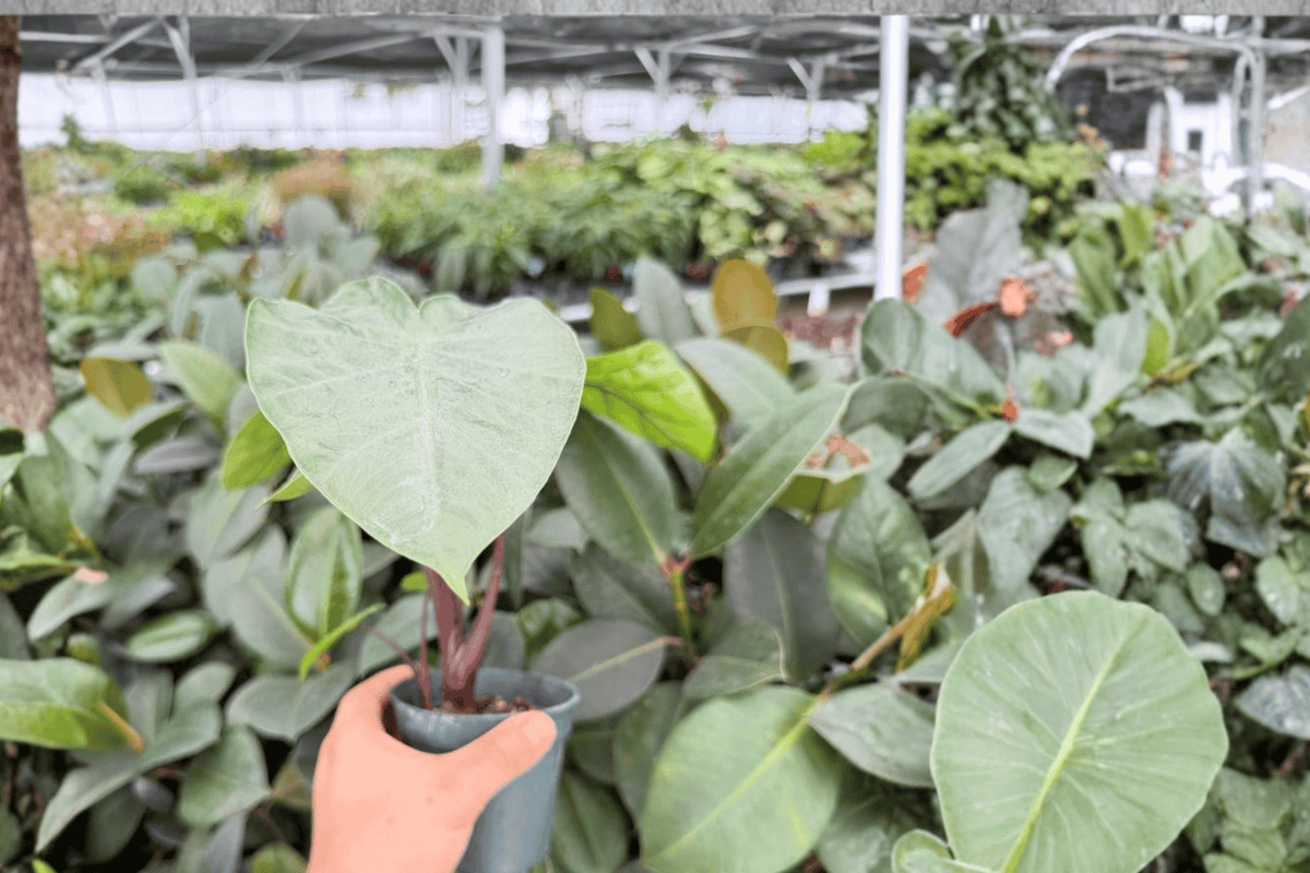 Alocasia Dark Star - 2 Live Plants in 4-Inch Pots | Exact Plants