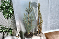 Blue Totem Colorado Blue Spruce Live Plant – 10” Tall in 1-Gallon Pot