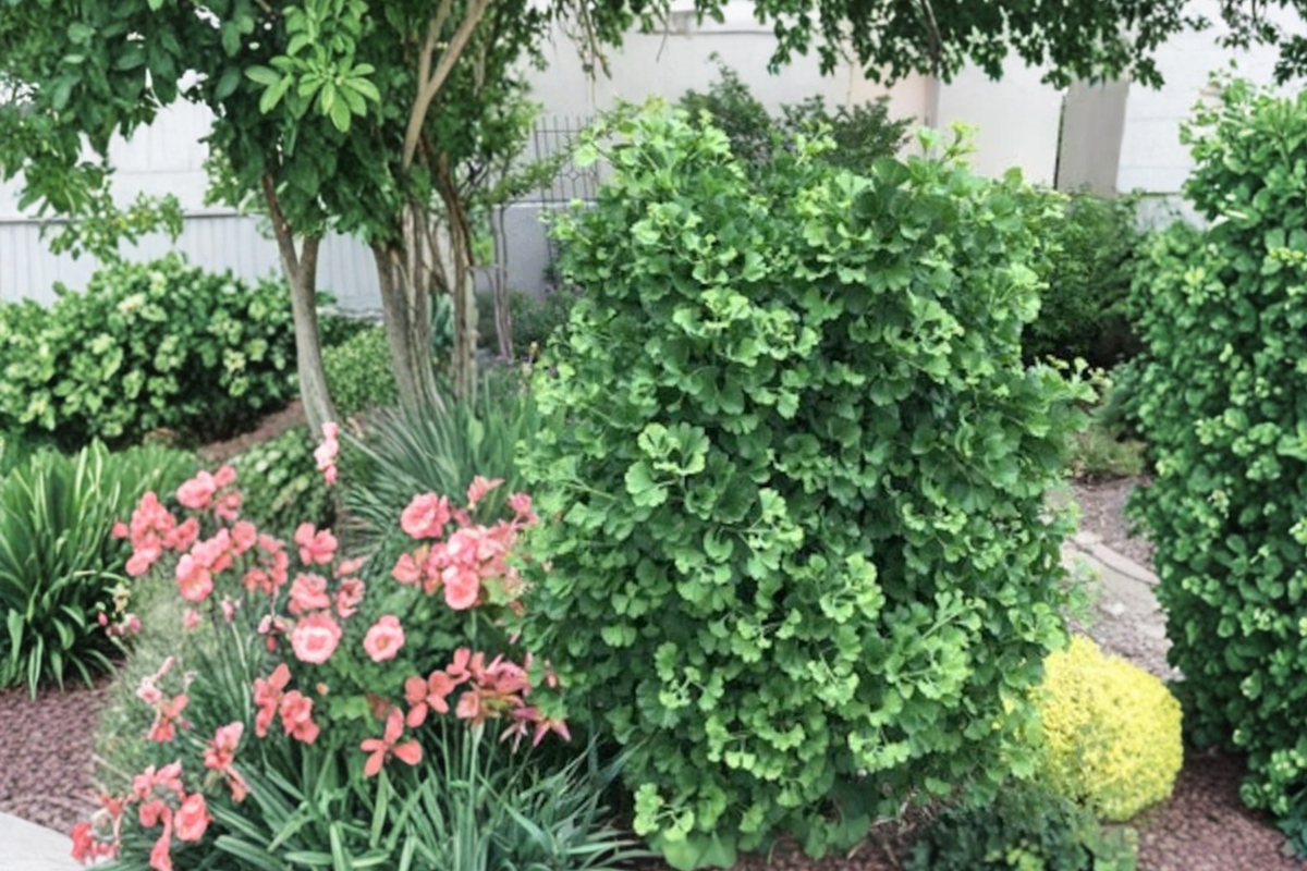 Dwarf Ginkgo ‘Gnome’ Live Plant – Ginkgo biloba Compact Tree, 8-Inch Grafted
