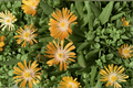 Delosperma 'Orange Crush' Orange Ice Plant - 1 Live Plant in 4-Inch Pot