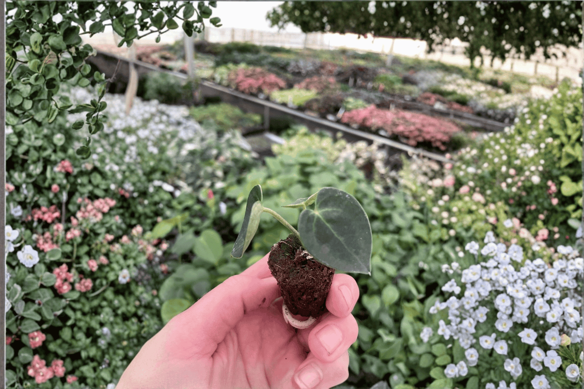 Anthurium clarinervium Tissue Culture Starter Plants (2) Bare Root
