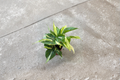 Philodendron Rio Starter Plant - Variegated Rio Philodendron Seed/Rooted Cutting