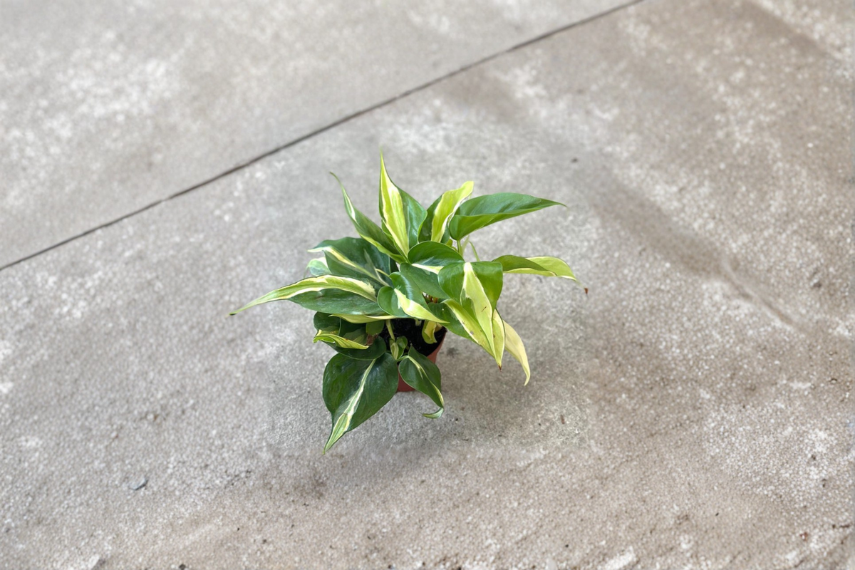 Philodendron Rio Starter Plant - Variegated Rio Philodendron Seed/Rooted Cutting