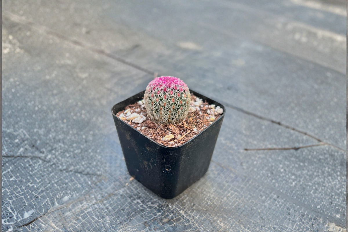 Rainbow Hedgehog Cactus - Rooted 2-Inch Pot Live Plant