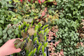 African Rose Hibiscus Hibiscus rosa-sinensis Starter Plants - 2 Live Starter Plants