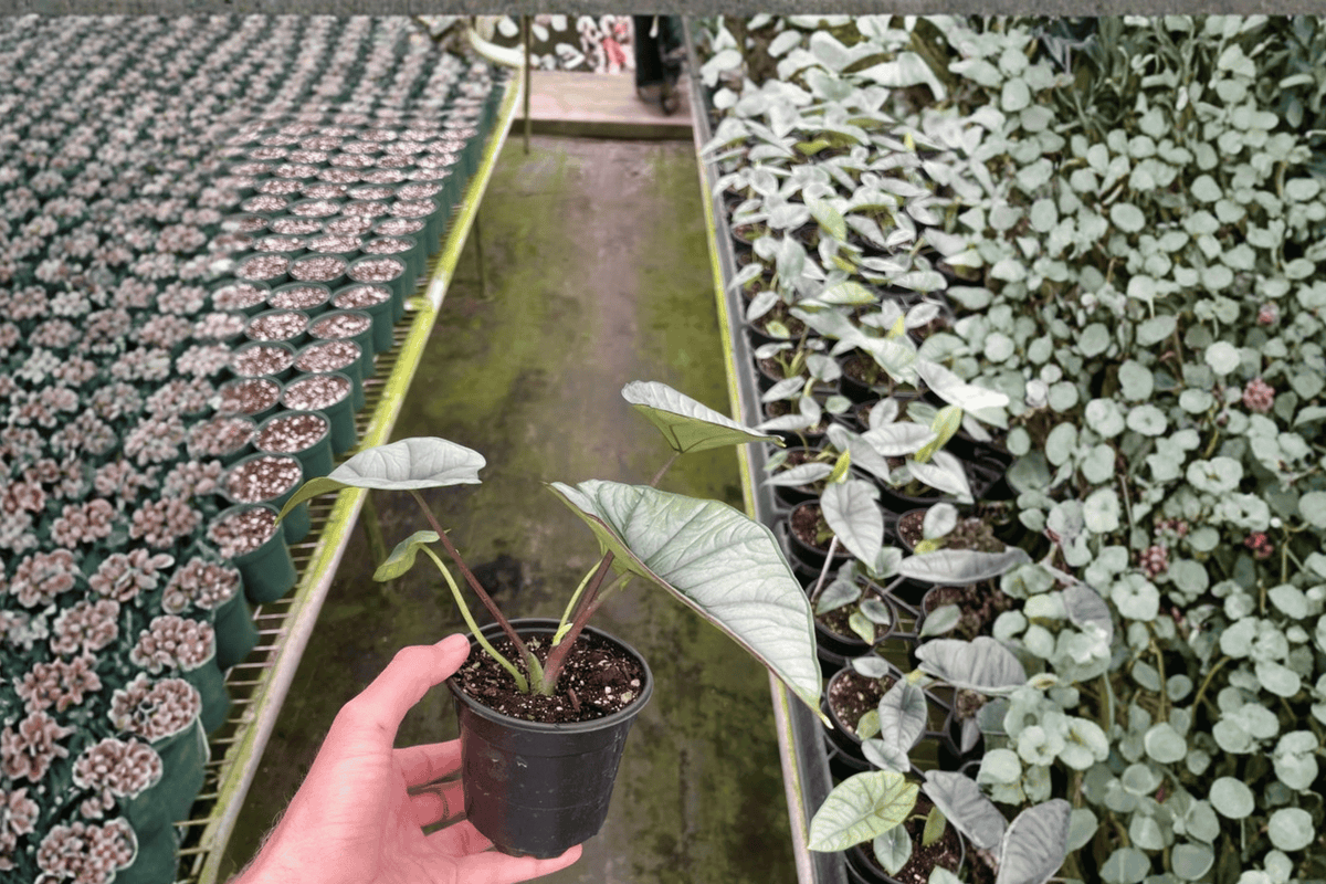 Alocasia Platinum / Bisma - 2 Bare Root Live Plants, 4-Inch Pot Size