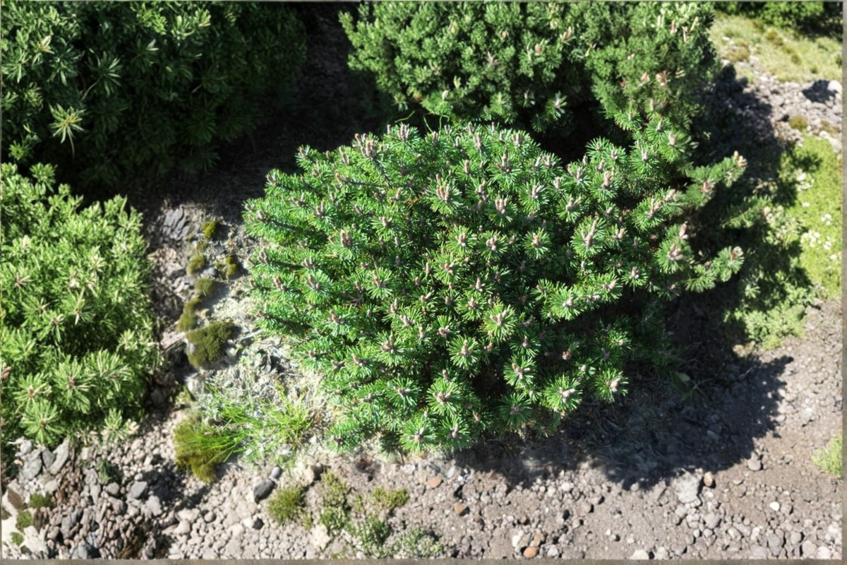 Mugo Pine Minima Kalous Live Plant - 6" Tall Dwarf Evergreen Pine in 1 Gal Pot