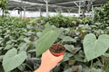 Anthurium Portillae x Papi - 2 Live Plants in 4-Inch Pots
