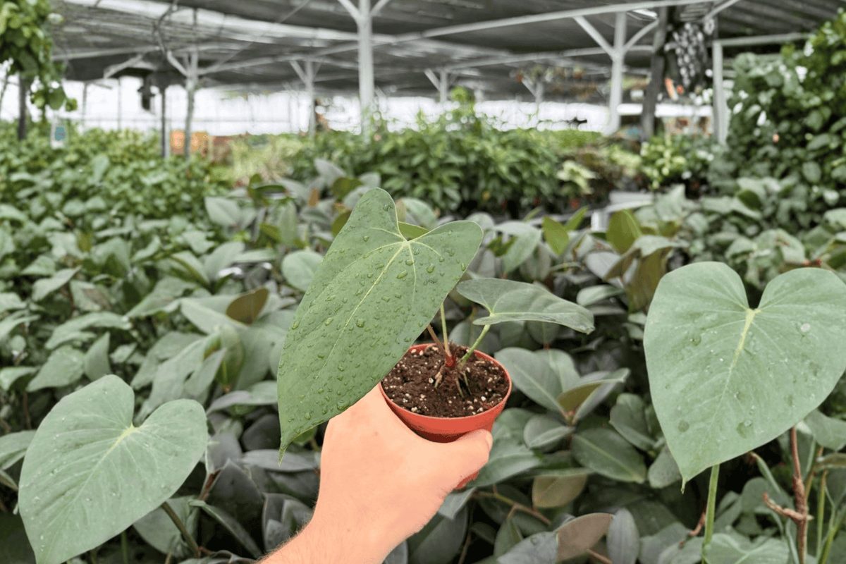 Anthurium Portillae x Papi - 2 Live Plants in 4-Inch Pots