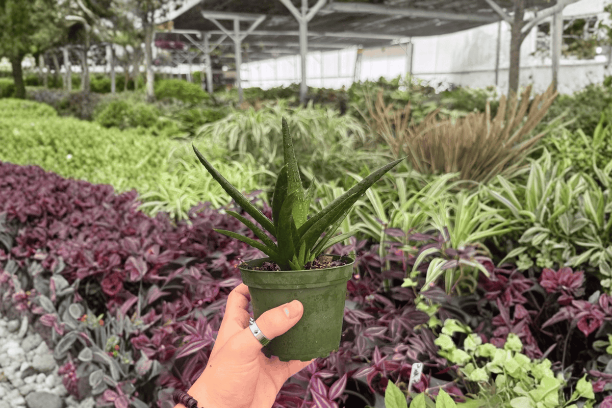 Aloe Black Gem - 2 Live 4-Inch Pots | Aloe 'Black Gem' Succulent