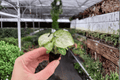 Syngonium 'Moonshine' Starter Plants (2-Pack) - Bare Root