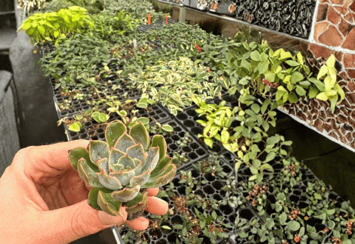 Echeveria Blue Speed Starter Plants – 2” Pot, 2-Pack