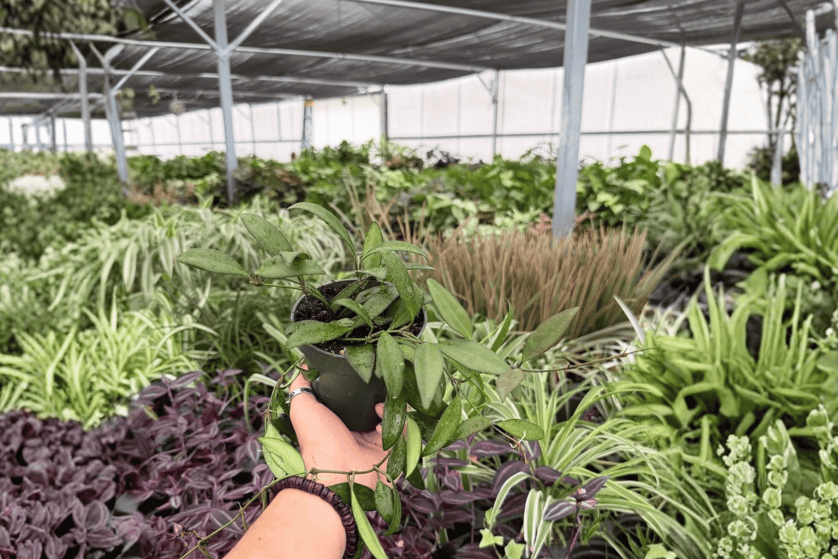 Hoya Rosita 2 Live Plants in 4-Inch Pots | Hoya 'Rosita' | Shipped Potted