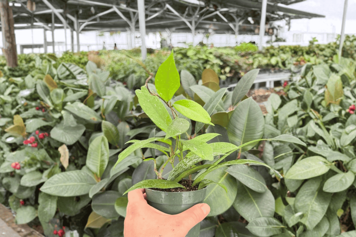 Hoya Pubicalyx Splash Live Plants (2) - 4-Inch Pots - Exact Plants