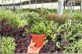 Hoya bilobata - 2 Live Plants in 4-Inch Pots (Exact Plants)
