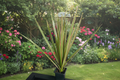 Dragon Tree Live Plant Dracaena Marginata - 1 Foot+ Indoor Houseplant, Shipped Without Pot