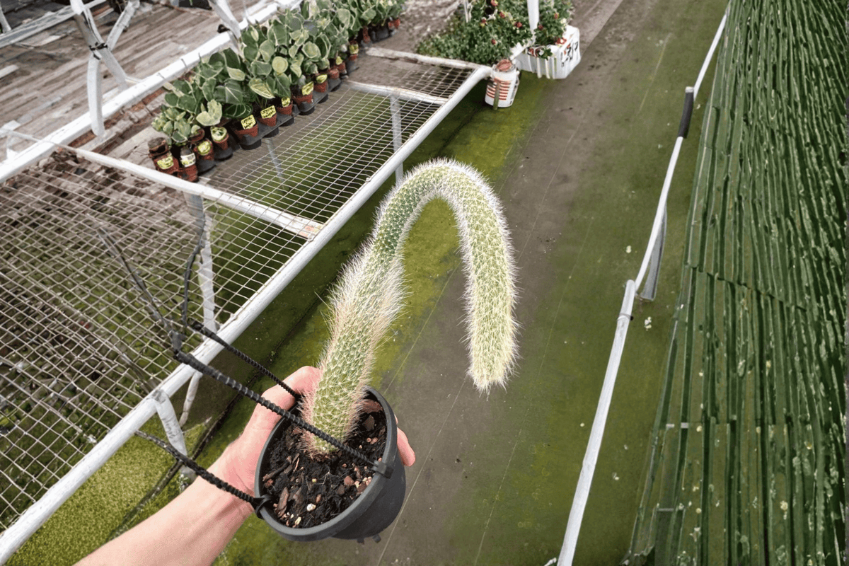 Monkey Tail Cactus (Cleistocactus colademononis) - 2 Live Plants in 4-Inch Hanging Baskets