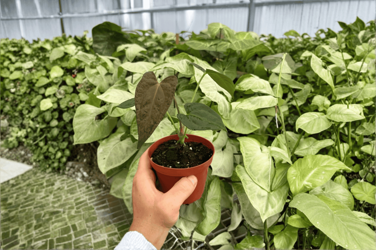 Anthurium Fort Sherman x Dark Silver - 2 Live Plants in 4" Pots (Exact Plants)