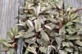 Philodendron Pink Princess Live Plant - 2-Inch Pot, Variegated Starter Plant