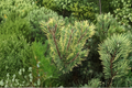 Chameleon Mugo Pine Pinus mugo ‘Chameleon’ – 12-Inch Live Plant in 1-Gallon Pot