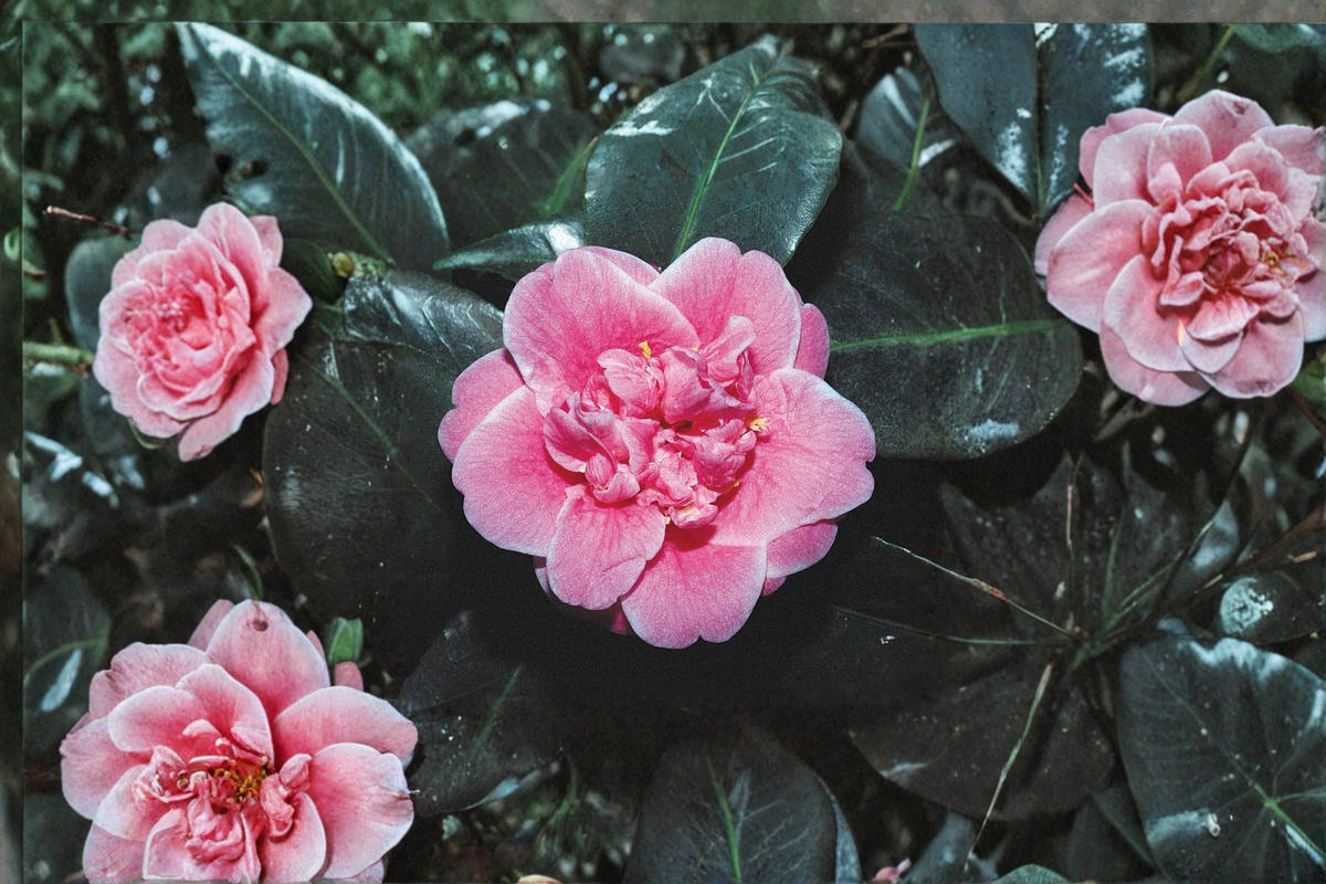 Camellia japonica Tama Bambino — 1 Gallon Live Plant, Pink Compact Evergreen Shrub