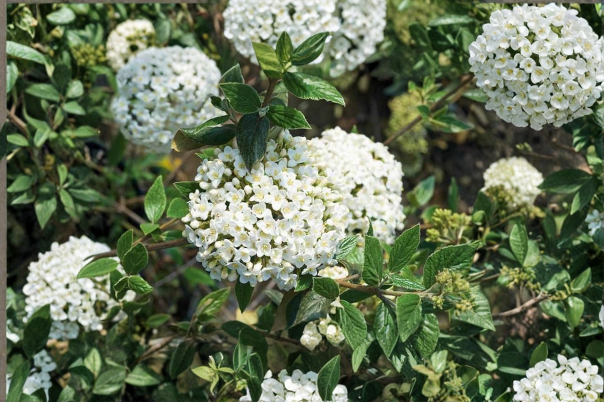 Burkwood Viburnum Live Plant 1 Gallon Pot – Viburnum × burkwoodii, Fragrant White Spring Bloom