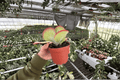 Kalanchoe Flapjack (Kalanchoe luciae) - 2 Live Plants, 4-Inch Pot - Succulent