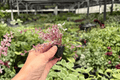 Tradescantia Pink Panther Starter Plants - 2 Exact Plugs (Plug-grown)