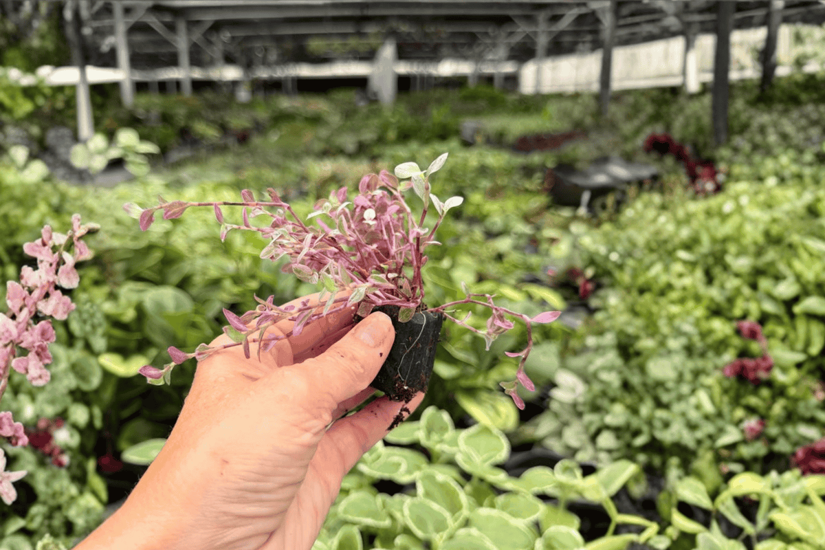 Tradescantia Pink Panther Starter Plants - 2 Exact Plugs (Plug-grown)