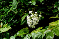Snow Queen Oakleaf Hydrangea (Hydrangea quercifolia) Snow Queen Starter Plants - 2 in 1 Qt Pots