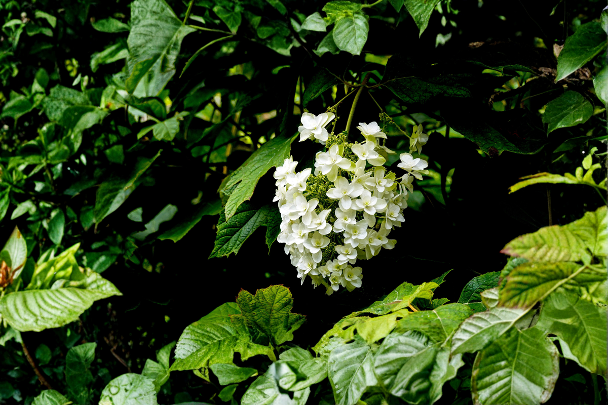Snow Queen Oakleaf Hydrangea (Hydrangea quercifolia) Snow Queen Starter Plants - 2 in 1 Qt Pots