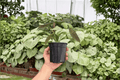 Alocasia Dragon Wings Hybrid - 2 Exact Live Plants in 4-Inch Pots (Dragon Scale x Scalprum)