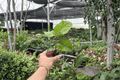Red Planet Hibiscus 2 Live Starter Plants - Bare Root, 2-Inch Starter Size