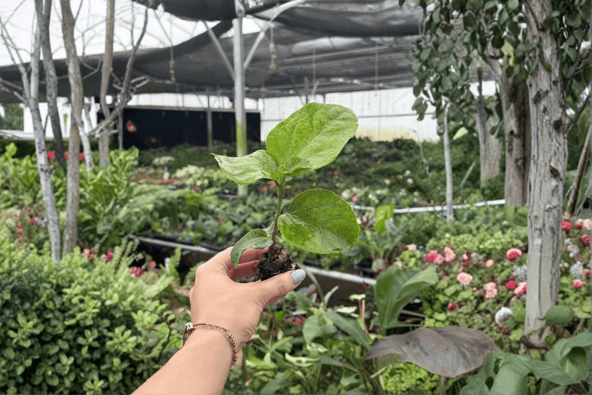 Red Planet Hibiscus 2 Live Starter Plants - Bare Root, 2-Inch Starter Size