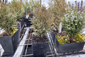 Tiny Tim Arborvitae Thuja occidentalis – Live Quart Pot, Unrooted? (From details)