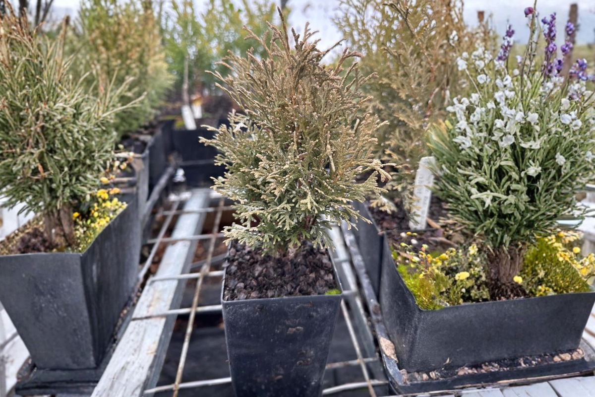 Tiny Tim Arborvitae Thuja occidentalis – Live Quart Pot, Unrooted? (From details)