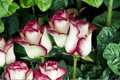 English Monroe Pink Rose Seeds - 10 Seed Pack, Fragrant Ornamental Rose