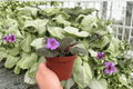 Buckeye Country Gal African Violet Streptocarpus ionanthus 4-Inch Bare Root, 2 Live Plants